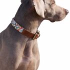 Imagen del Producto Collar para perros modelo fantasia