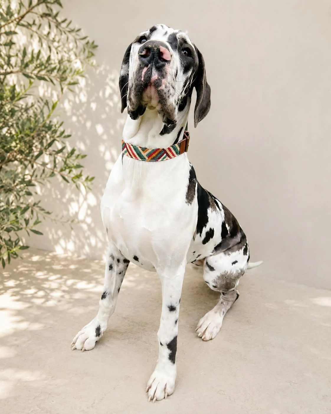 gran-danes-collar-tejido-lolos.webp