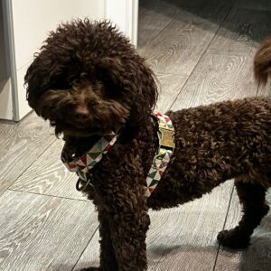 Arnés De Cuello para Perros Fantasía