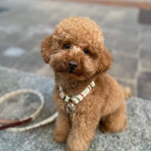 Arnés De Cuello para Perros Aqua