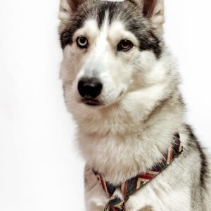 Arnés De Cuello para Perros Green