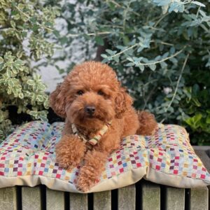 Cojín para Perros modelo Elko