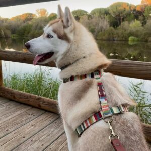 Arnés De Cuello para Perros Nampa