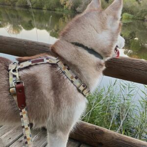 Arnés De Cuello para Perros Elko
