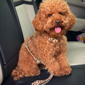 Cinturón De Seguridad para Perros Fantasía