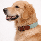 Imagen del Producto Collar para perros sky 9