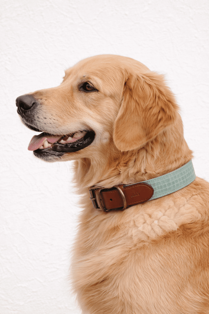 Golden retriever con el collar Sky de LOLO'S