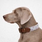 Imagen del Producto Collar para perros modelo iris 5