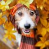 Imagen de un perro feliz