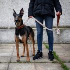 Imagen del Producto Collar para perros modelo elko 16