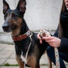 Imagen del Producto Collar para perros modelo elko 18