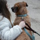 Imagen del Producto Collar para perros modelo sky 17