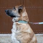 Imagen del Producto Collar para perros modelo sky 18