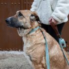 Imagen del Producto Correa para perros modelo sky 16