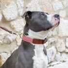 Imagen del Producto Collar para perros modelo rosse 19