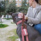 Imagen del Producto Correa para perros modelo rosse 17