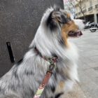 Imagen del Producto Correa para perros modelo ziggy 2