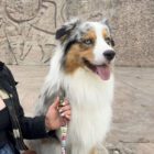 Imagen del Producto Correa para perros modelo ziggy 3