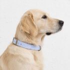 Imagen del Producto Collar para perros modelo baltic 3