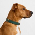 Imagen del Producto Collar para perros modelo forest 3