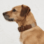 Imagen del Producto Collar para perros modelo siena 5