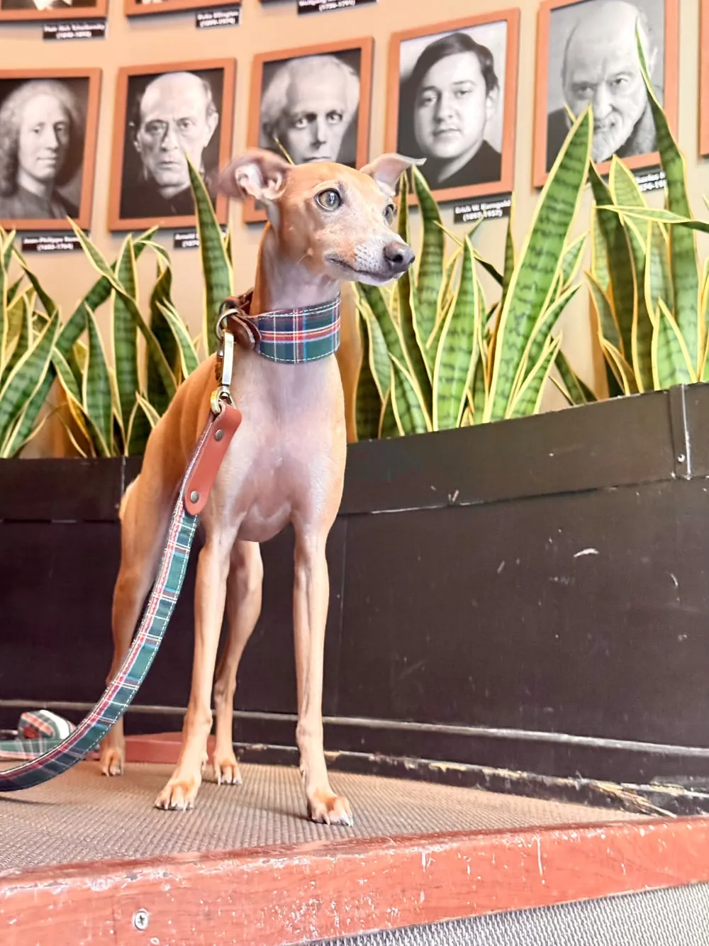 Galgo con collar y correa de cuadros LOLO’S