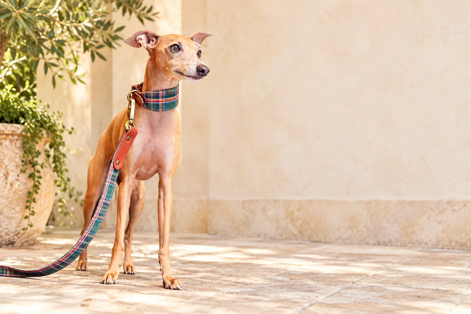 Galgo con collar y correa de cuadros en un patio de tonos claros